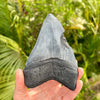 5 3/8" Megalodon Tooth - MEG63