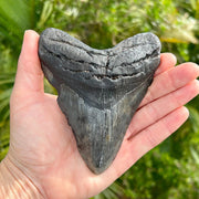 5" Megalodon Tooth