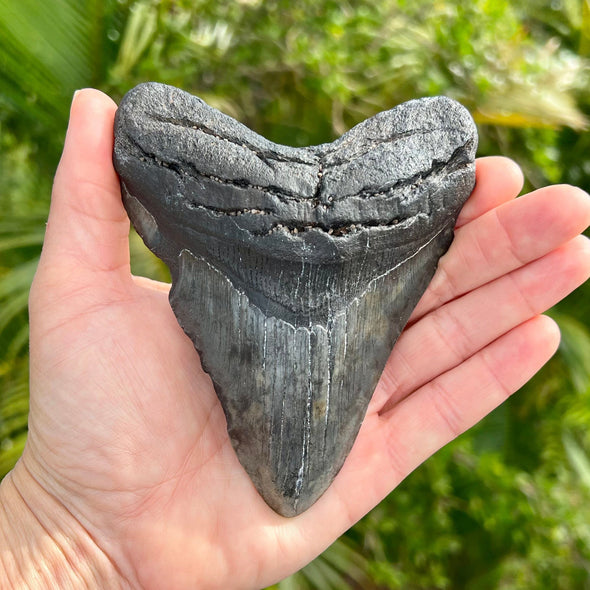 5" Megalodon Tooth- Meg36