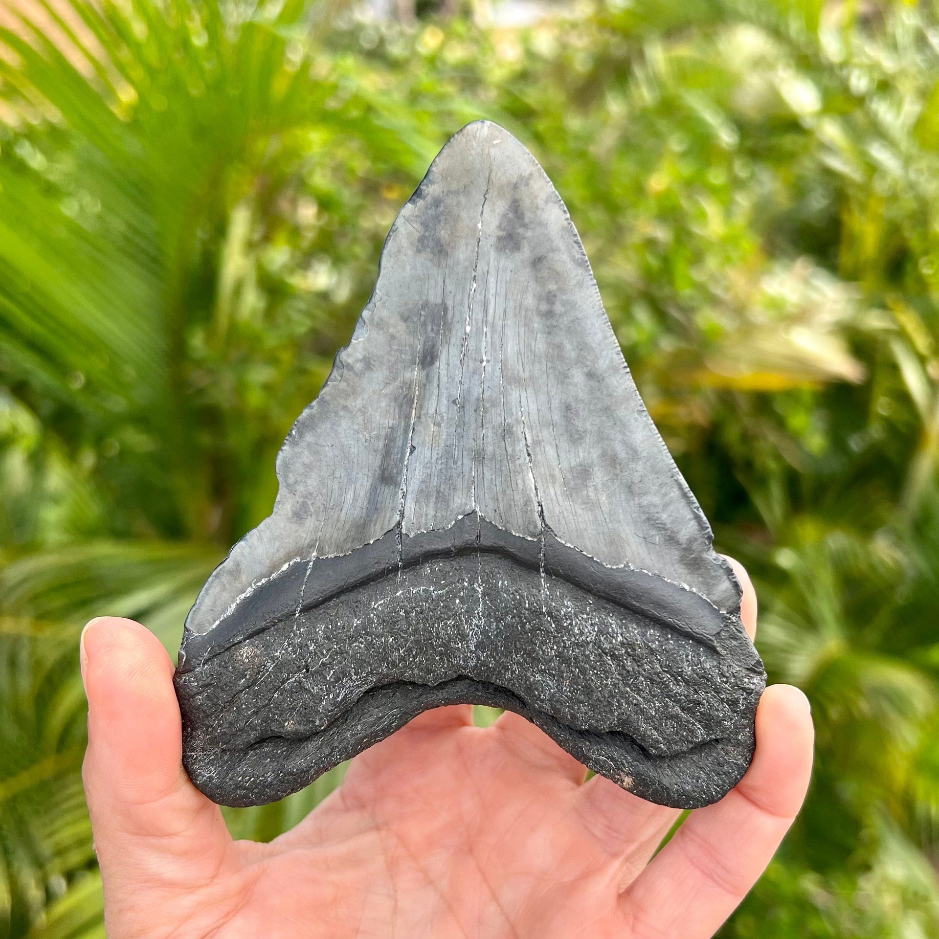 Back of 5" Megalodon Tooth