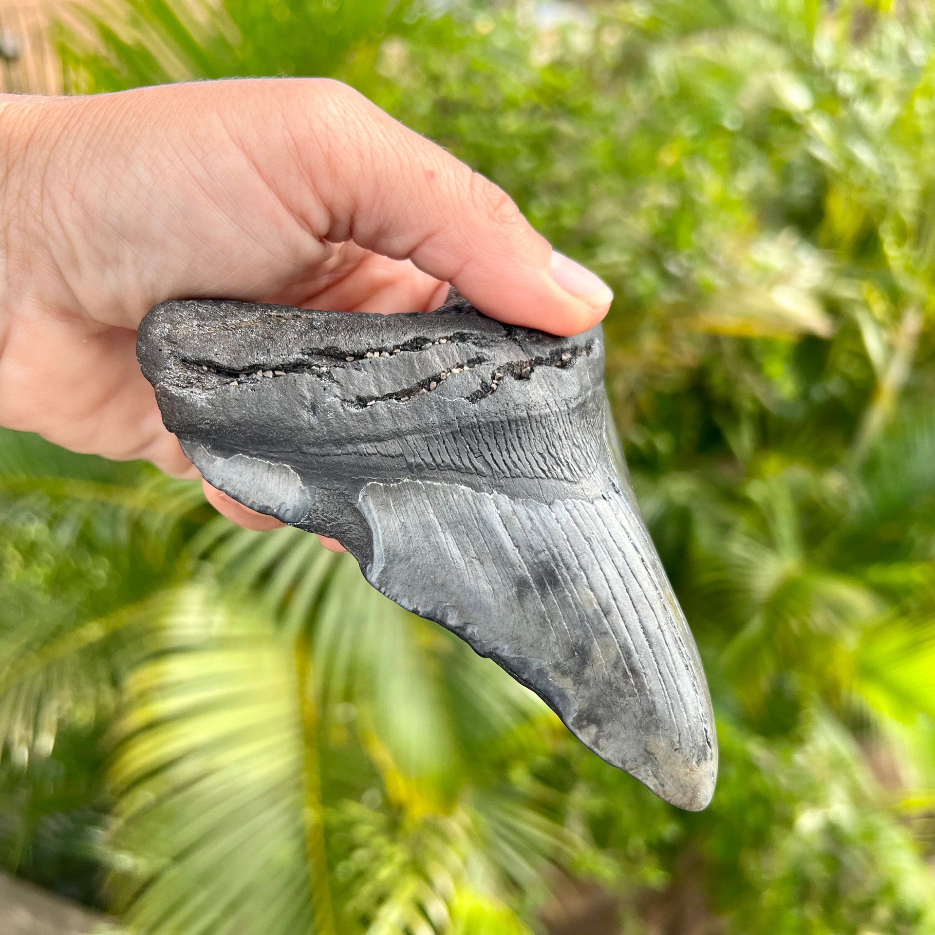 Side of 5" Megalodon Tooth Fossil