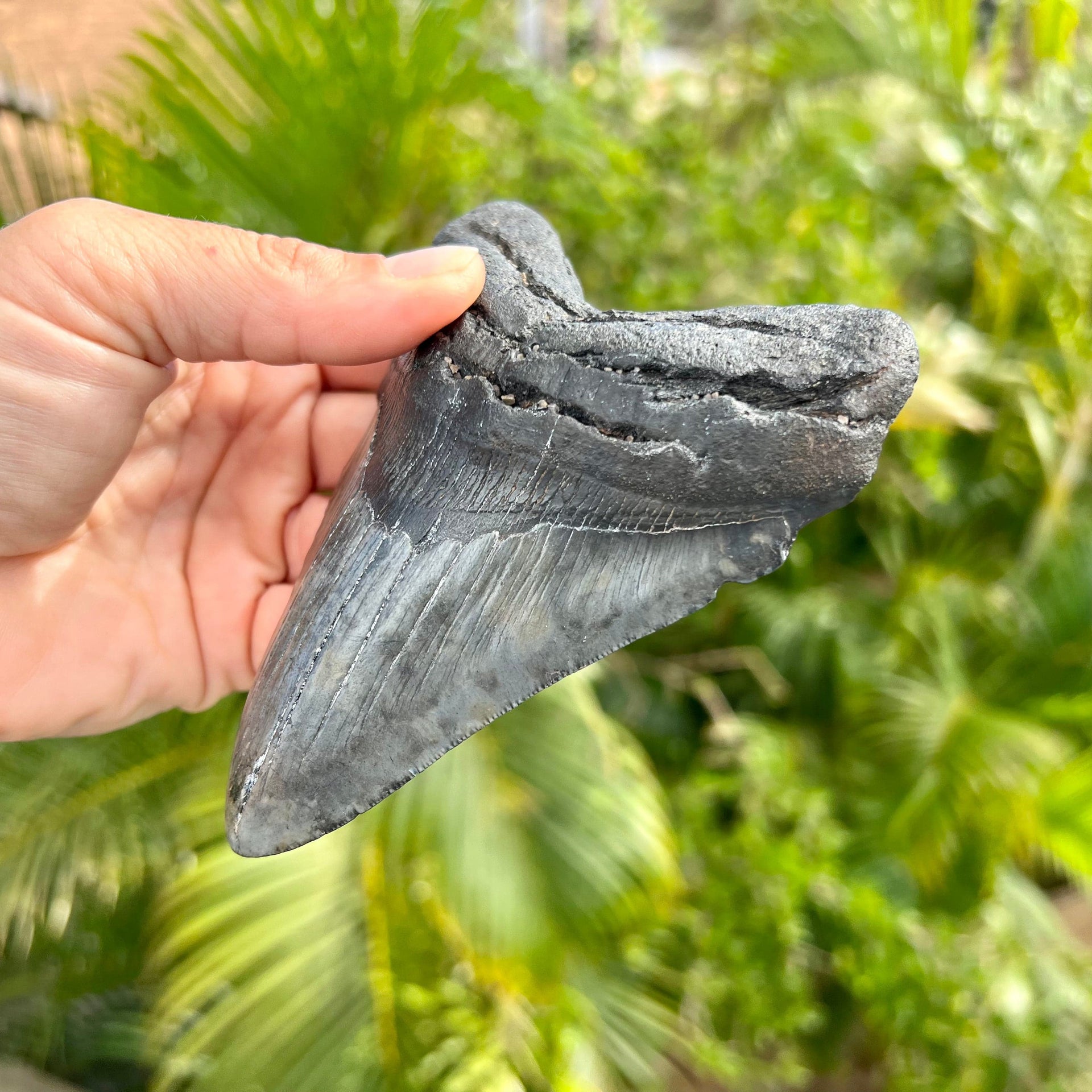 5" Megalodon Tooth with black mottled color