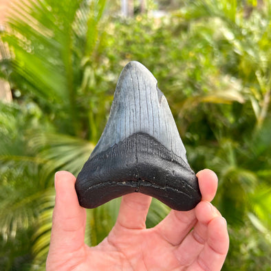 4” Megalodon Tooth- MEG62