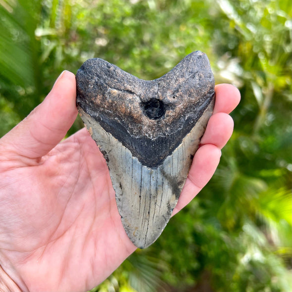 4 1/4” Megalodon Tooth- Meg14