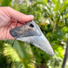 4 1/4” Megalodon Tooth- Meg14