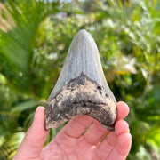 4" Megalodon Tooth