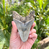 4" Megalodon Tooth- MEG59