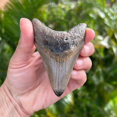 3 5/8" Megalodon Tooth