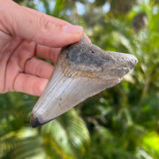 3 5/8" Megalodon Tooth Fossil