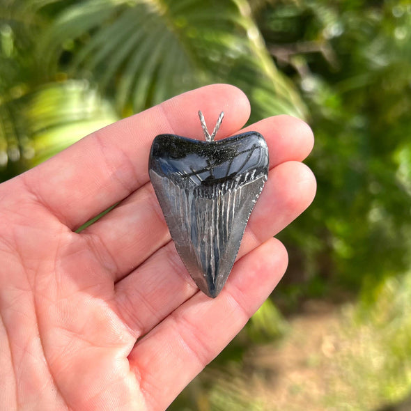 1 7/8 Inch Megalodon Shark Tooth Fossil Pendant