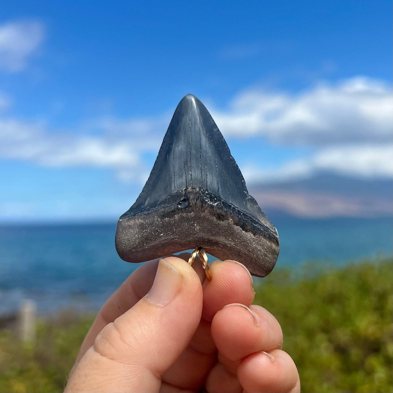 2 1/8” Megalodon Tooth Pendant- STFP38