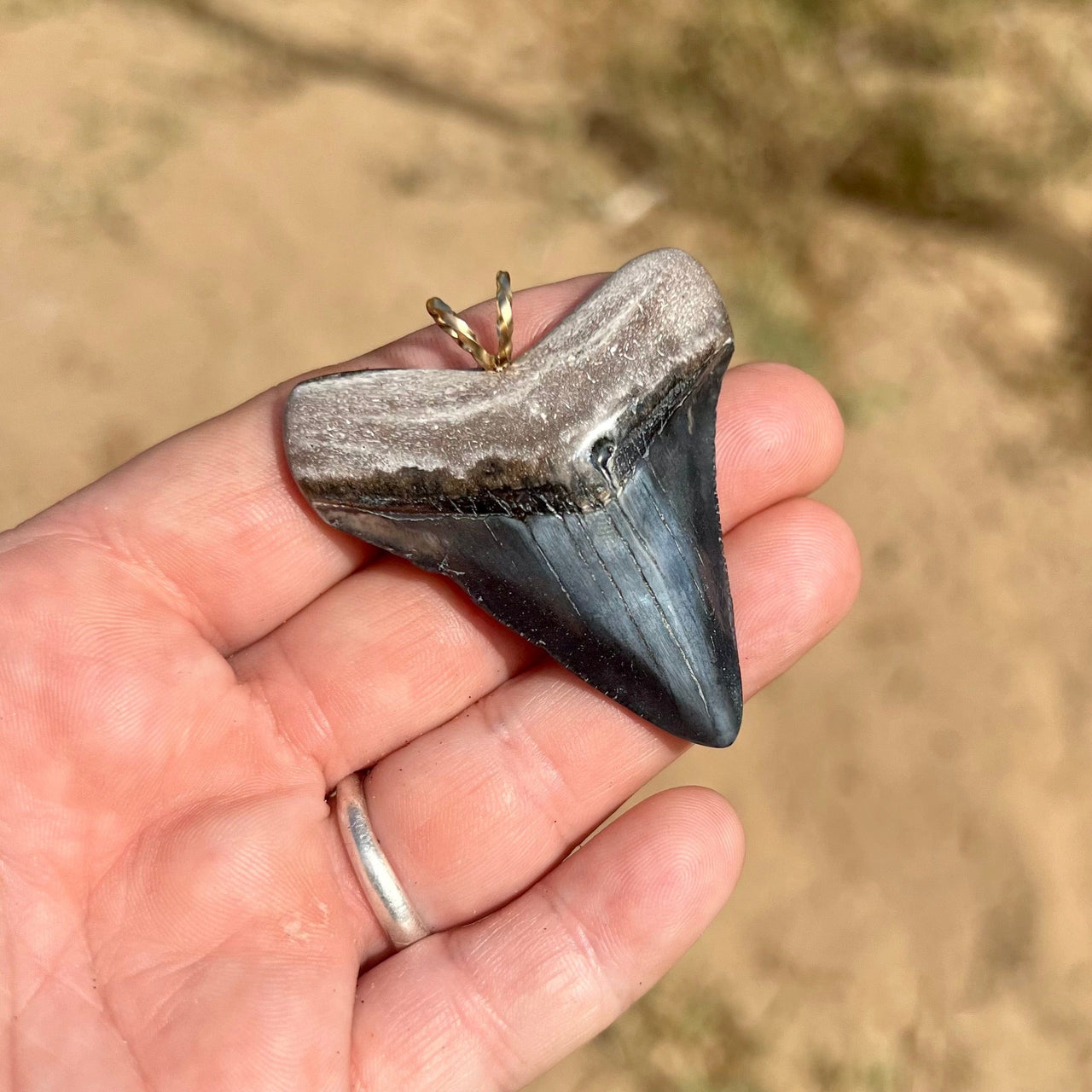 2 1/8” Megalodon Tooth Pendant- STFP38