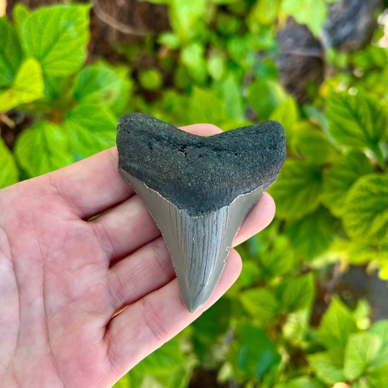 3" Megalodon Tooth- Meg13