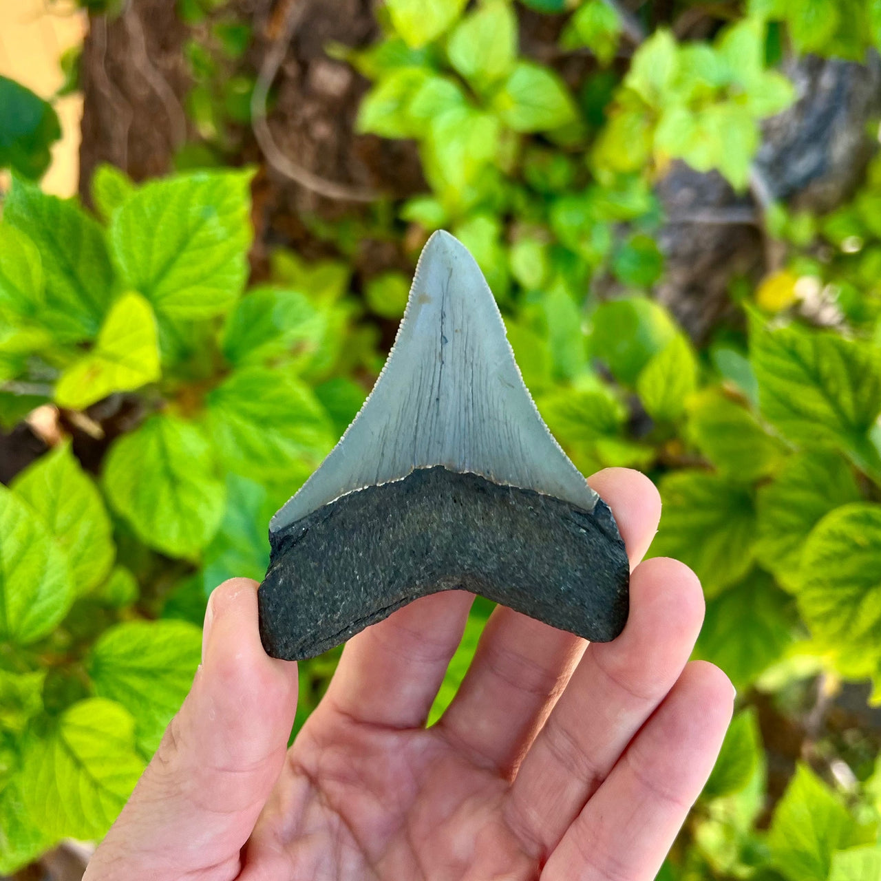 3" Megalodon Tooth- Meg13