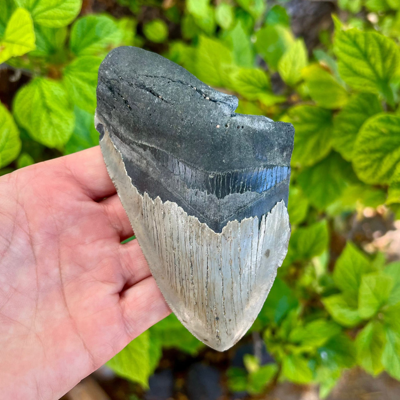 5 1/4” Partial Megalodon Tooth- Meg65