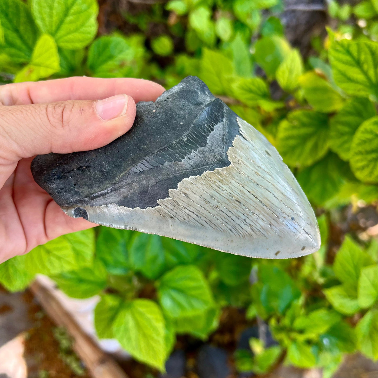 5 1/4” Partial Megalodon Tooth- Meg65