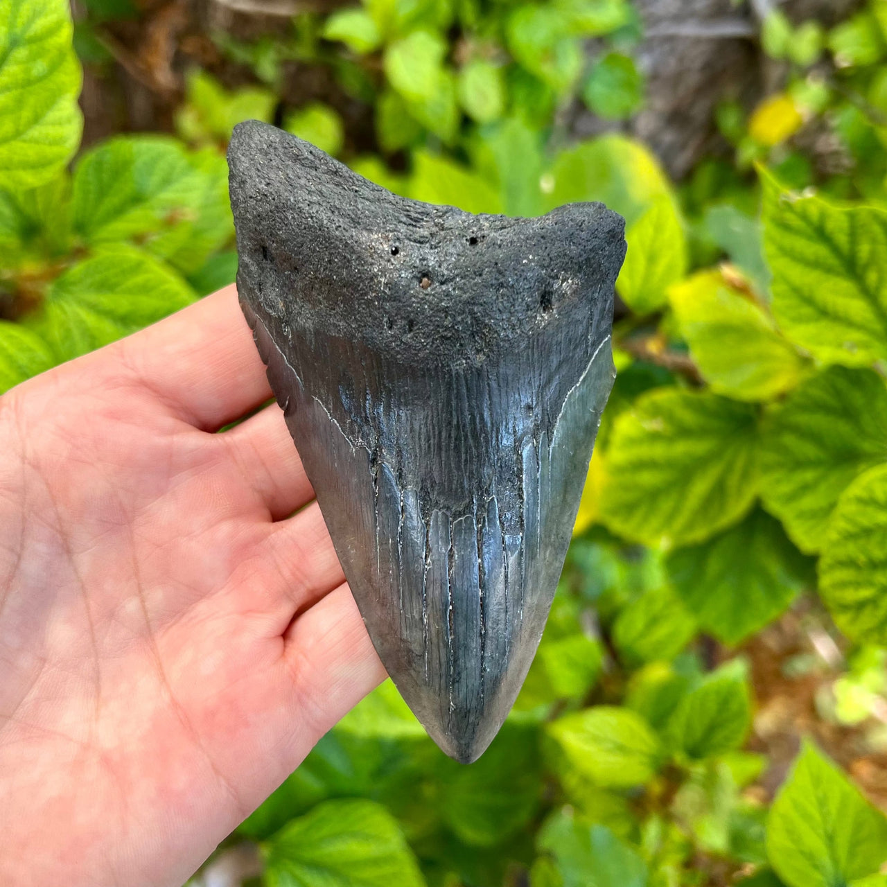 Fossilized shark tooth held in a hand with a green leafy background