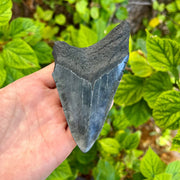 Hand holding a large fossilized shark tooth against a green leafy background