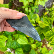 Hand holding a large shark tooth against a green leafy background