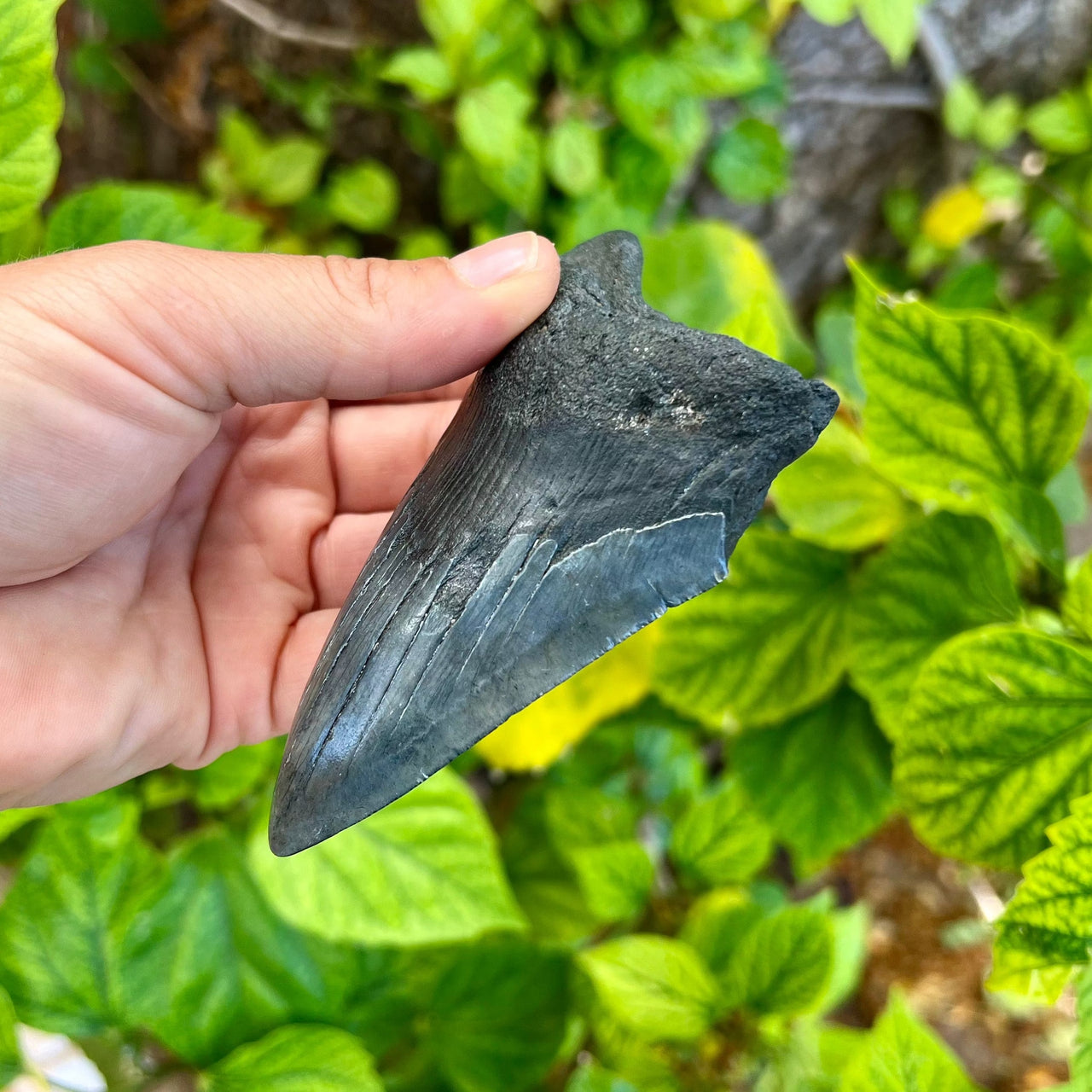Hand holding a large shark tooth against a green leafy background