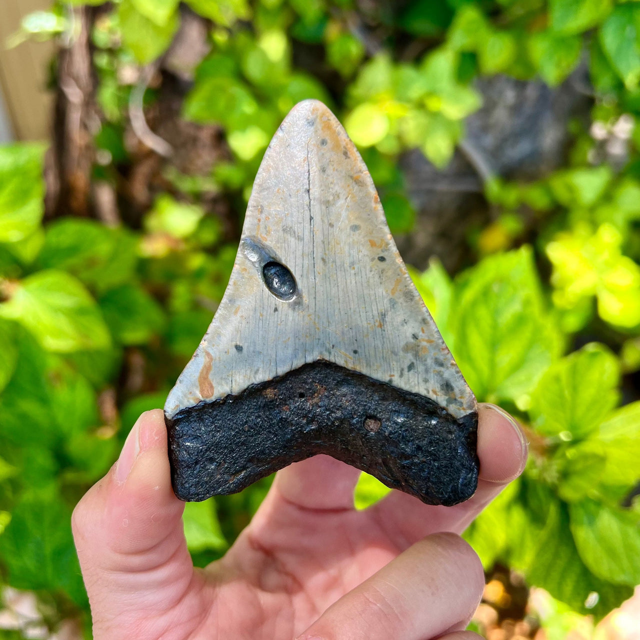 3 7/16" Megalodon Tooth- MEG68