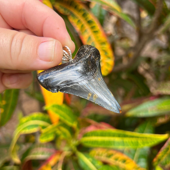 2 1/16” Fossil Auriculatus Pendant- STFP14