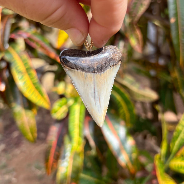 2" Fossil Great White Tooth Pendant- GWFTP21