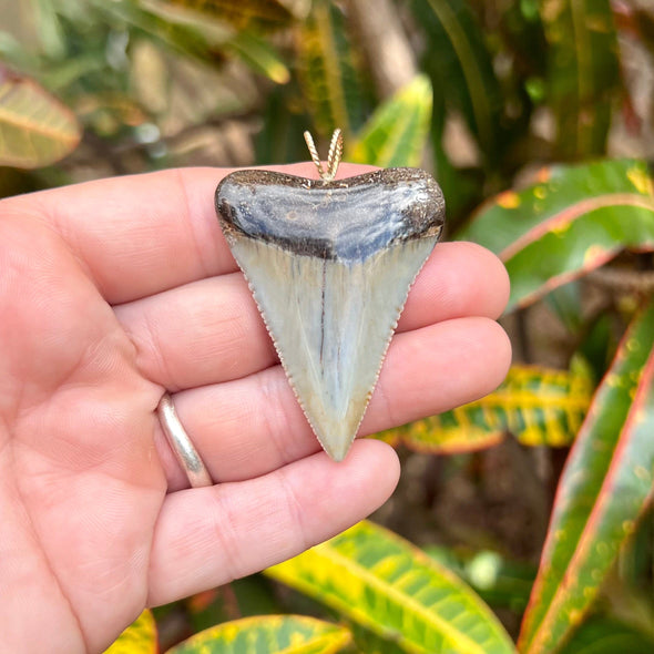 2" Fossil Great White Tooth Pendant- GWFTP21