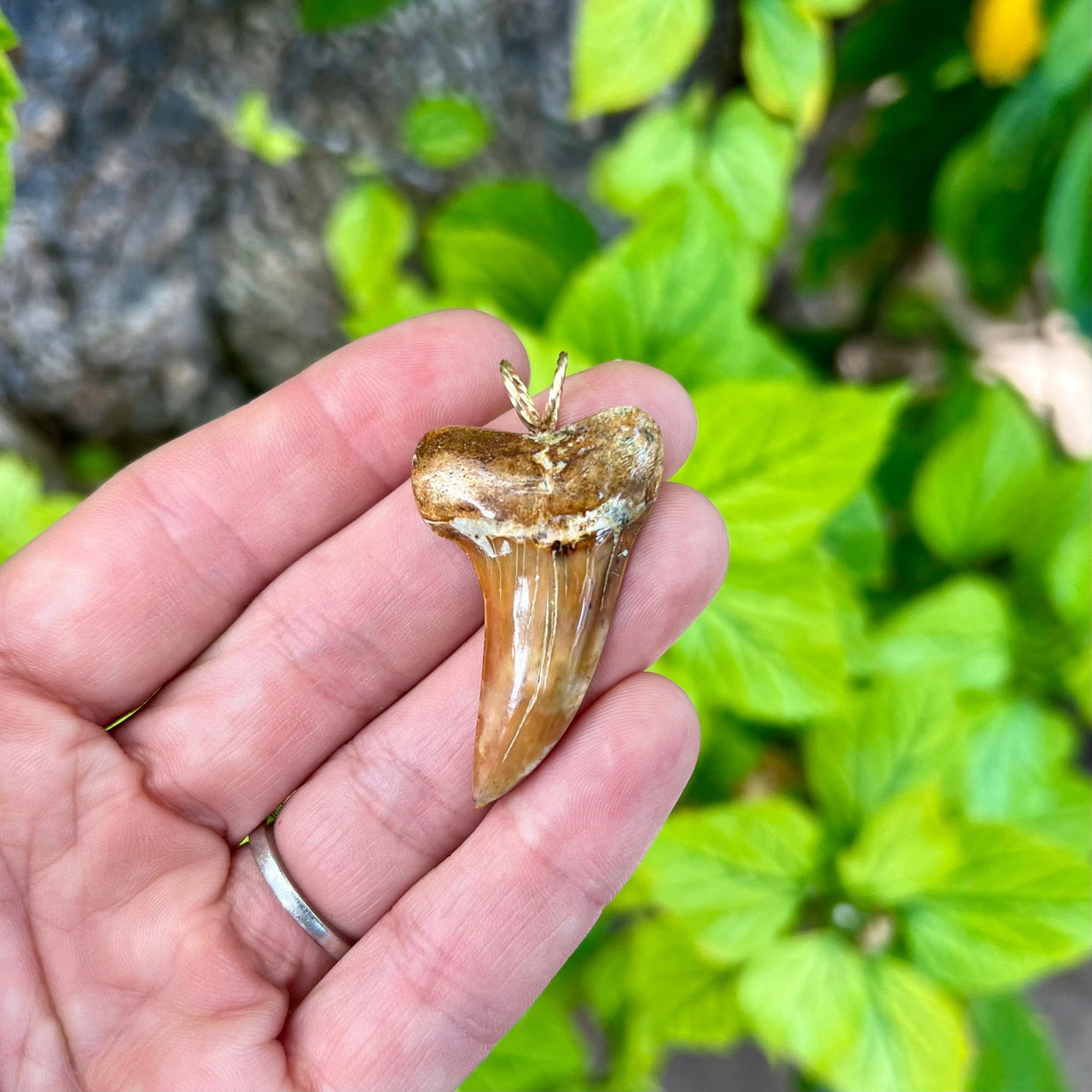 1 3/4” Fossil Mako Tooth Pendant- STFP33
