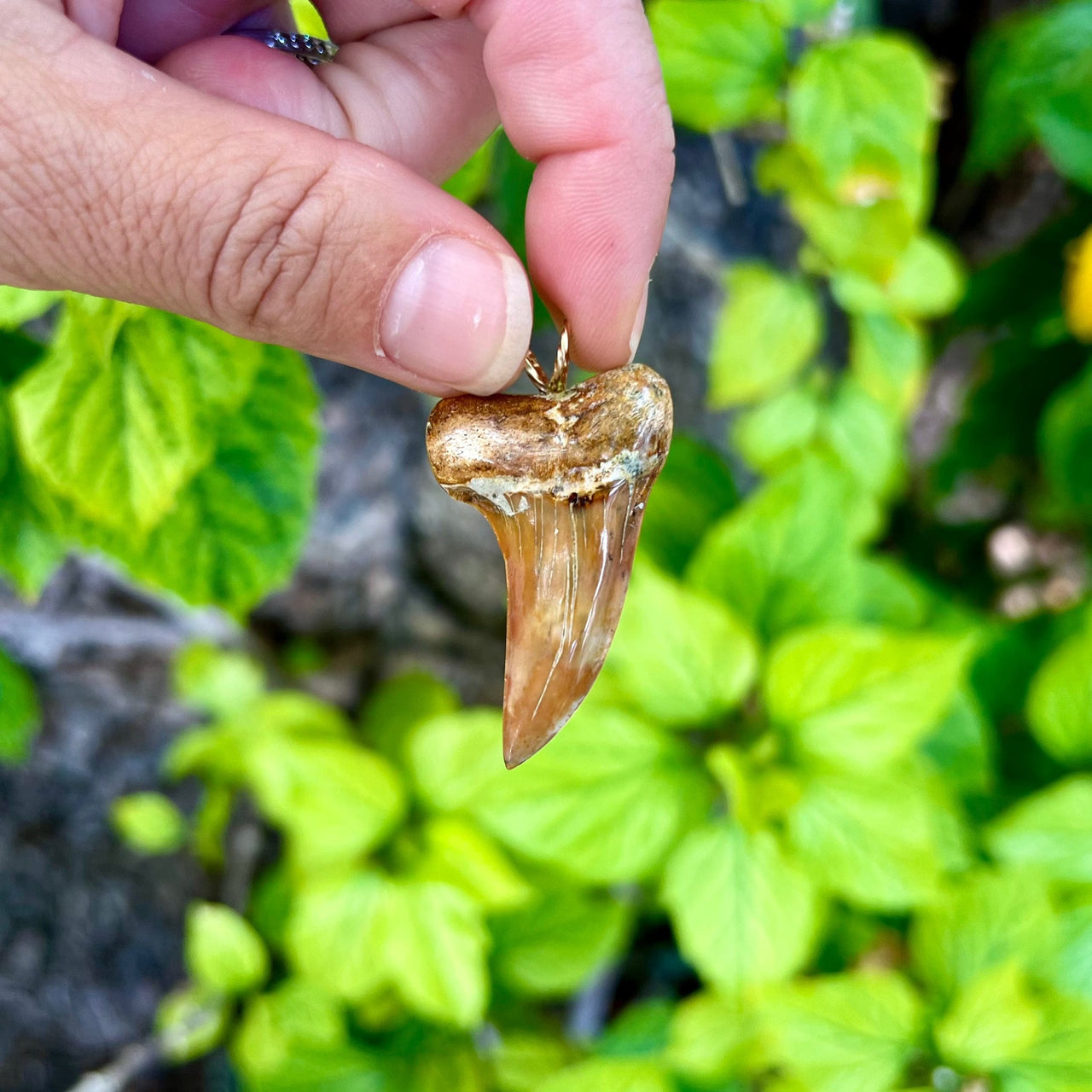 1 3/4” Fossil Mako Tooth Pendant- STFP33