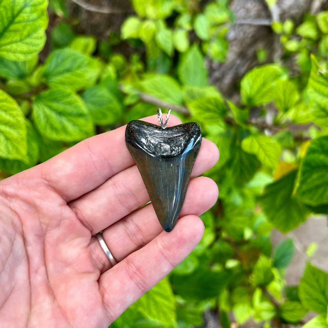 2" Fossil Great White Tooth Pendant- 17