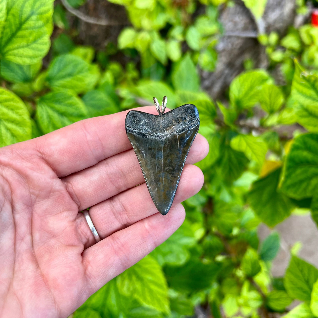2" Fossil Great White Tooth Pendant- 17