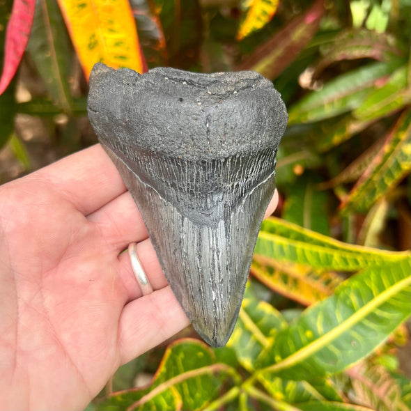 4 7/16" Partial Megalodon Tooth- Meg69