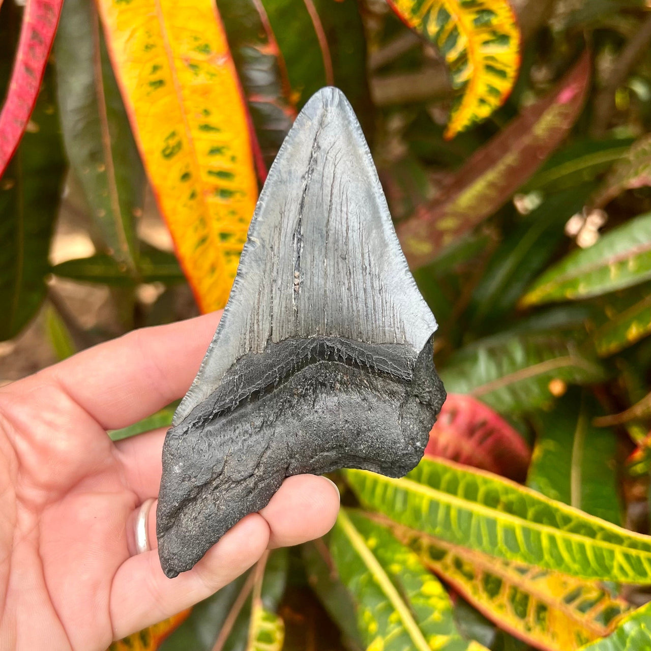 4 7/16" Partial Megalodon Tooth- Meg69