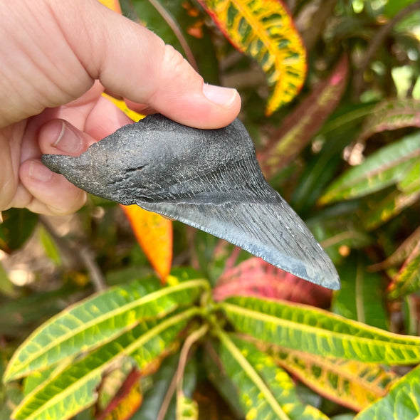 4 7/16" Partial Megalodon Tooth- Meg69