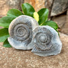 Split Ammonite Nodule- Fos16