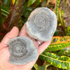 Split Ammonite Nodule- Fos16