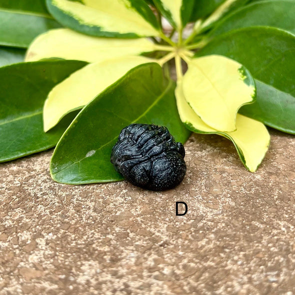 Tiny Fossil Trilobite- Fos