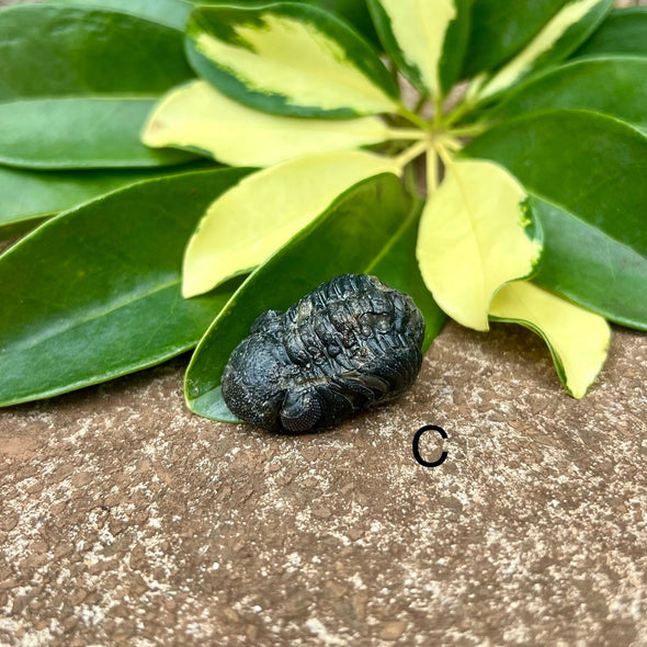 Tiny Fossil Trilobite- Fos