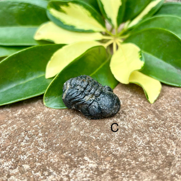 Tiny Fossil Trilobite- Fos