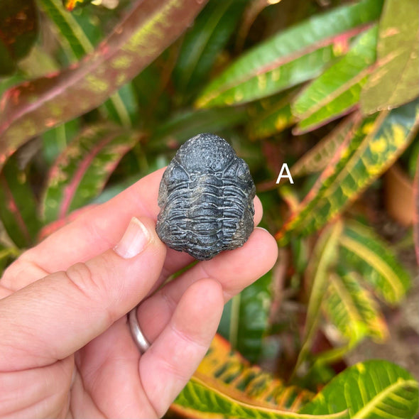 Tiny Fossil Trilobite- Fos