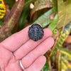 Tiny Fossil Trilobite- Fos