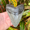 4 3/4” Megalodon Tooth- MEG67