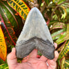 4 3/4” Megalodon Tooth- MEG67