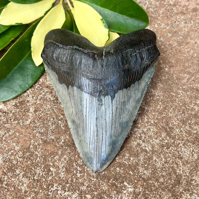 4 3/4” Megalodon Tooth- MEG67