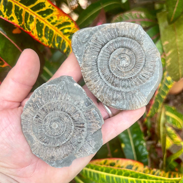 Split Ammonite Nodule- Fos17