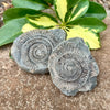 Split Ammonite Nodule- Fos17