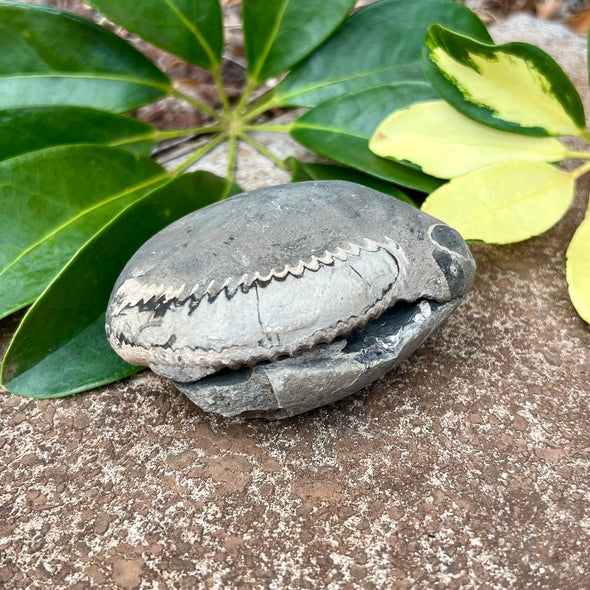 Split Ammonite Nodule- Fos17