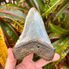 4 9/16” Megalodon Tooth- Meg14