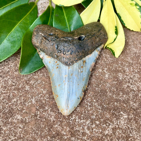 4 9/16” Megalodon Tooth- Meg14